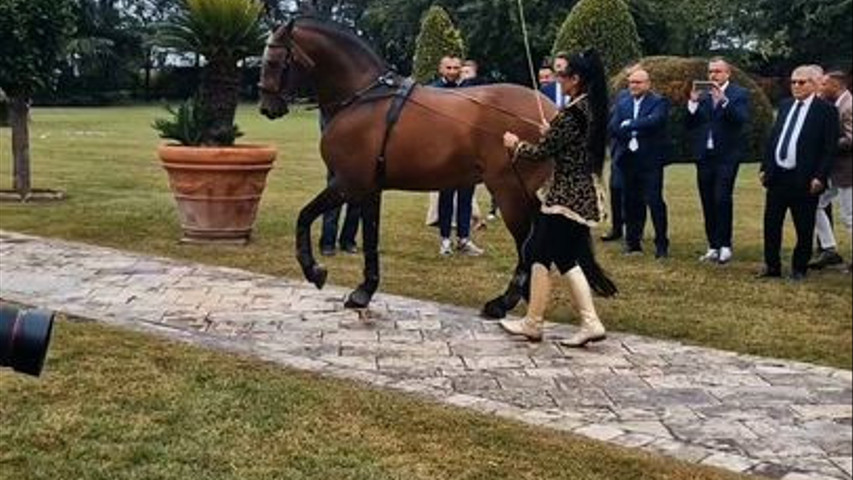 wedding horse show e ingresso con il cavallo