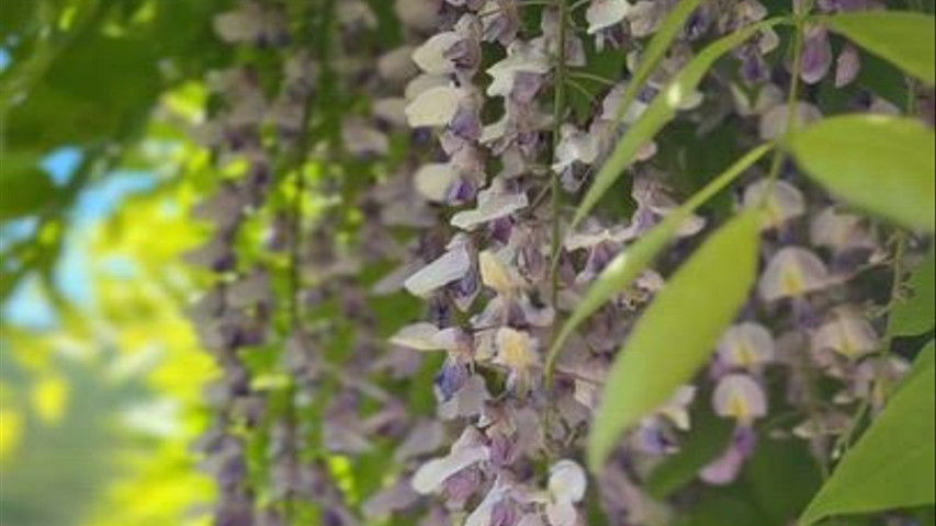 Primavera a Podere dell'Abate 