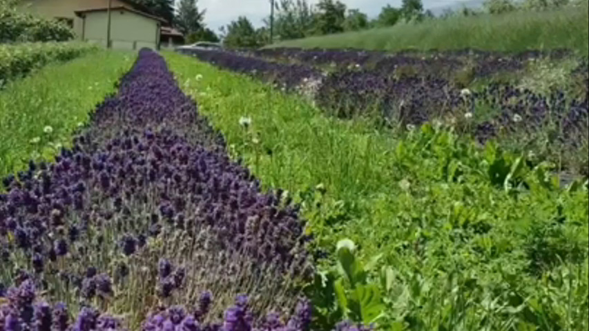 Sapone alla lavanda