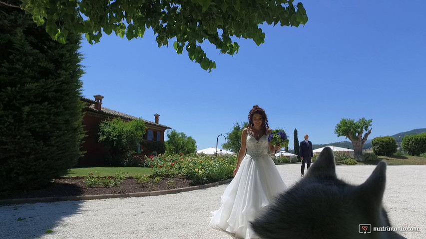 Video dal punto di vista del cane