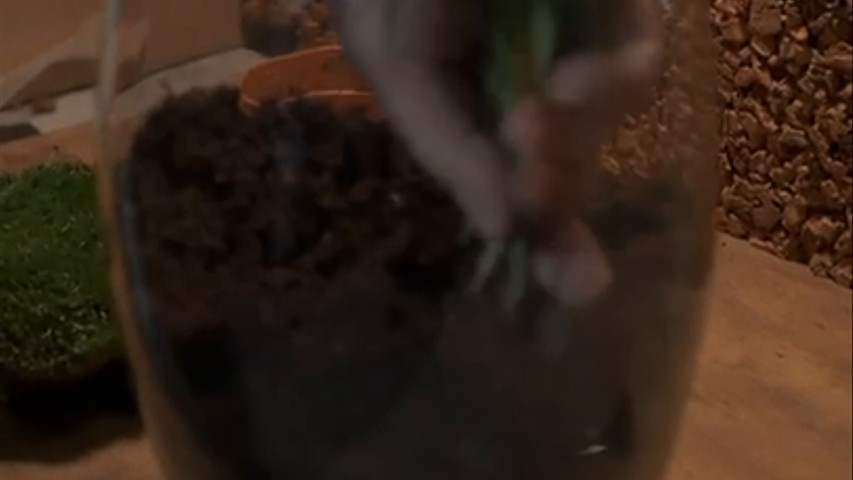 Che cos'è un terrarium 