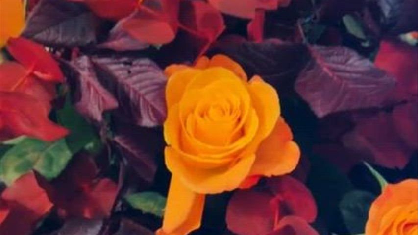 Colori e profumi