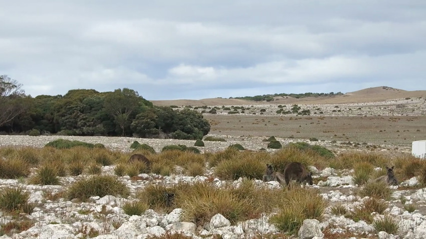 Kangaroo Island