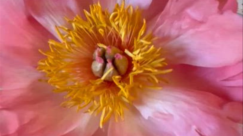 Peonia Coral