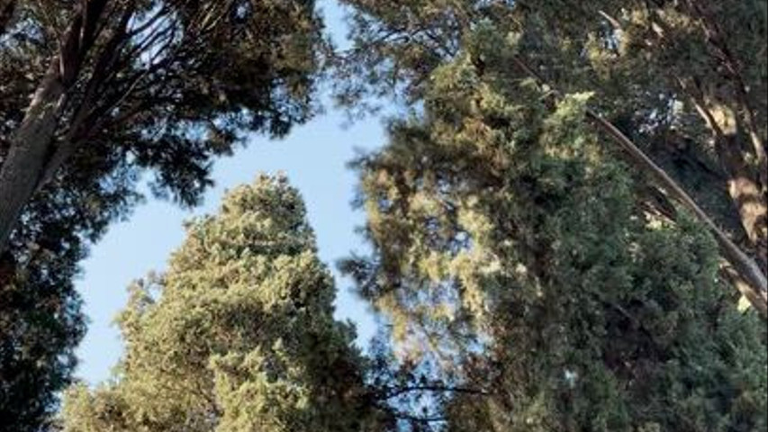 Viale dei cipressi