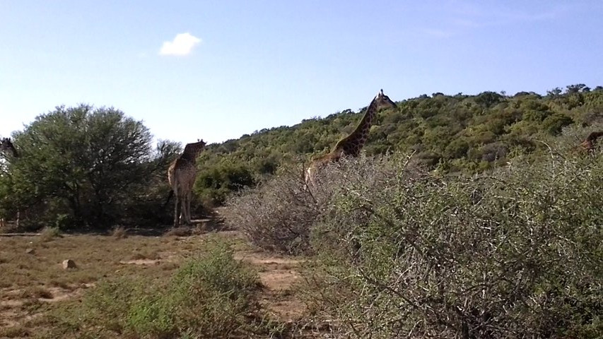 Diretta dal Sud Africa