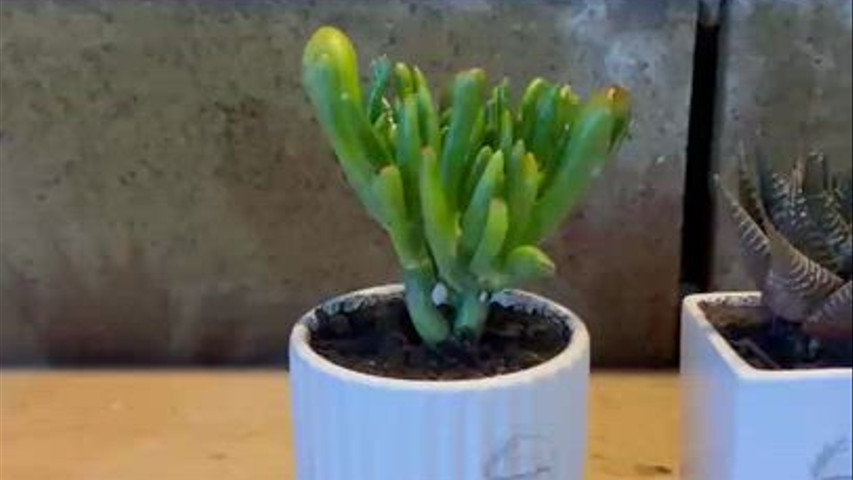 Home & Garden