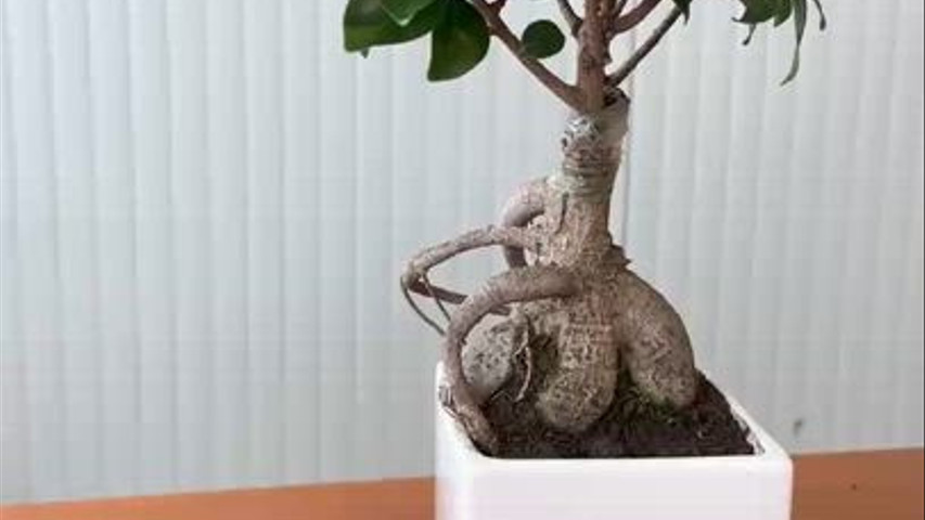 Home & Garden