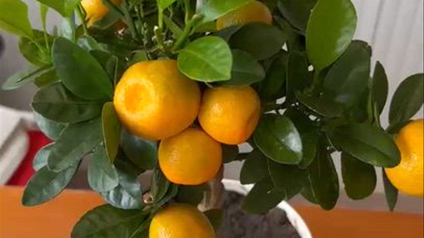 Home & Garden