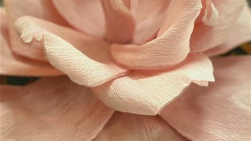 COLLEZIONE PINK