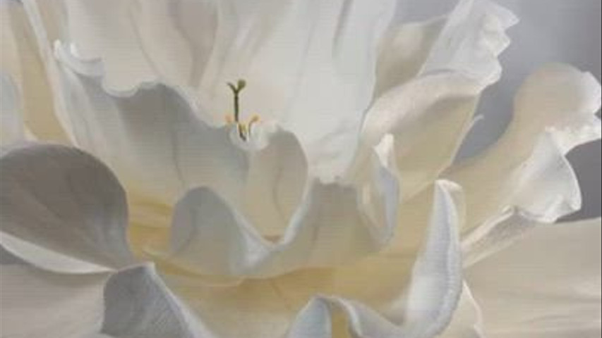 Giant flowers for wed 