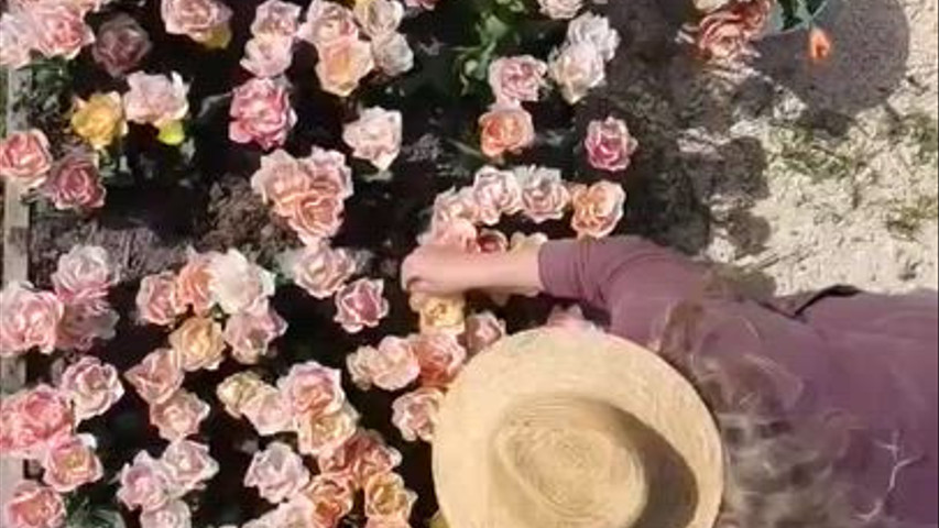 Belle Epoque Tulip