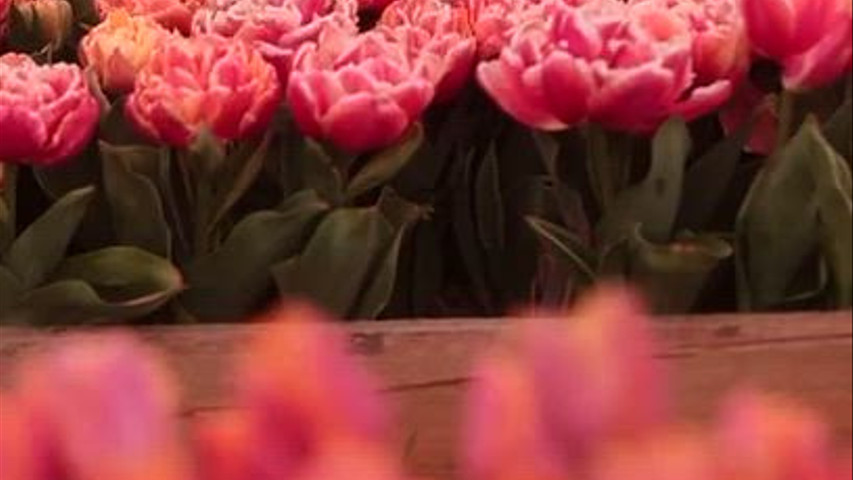 Spring Flowers