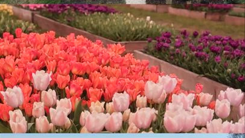 Spring Flowers