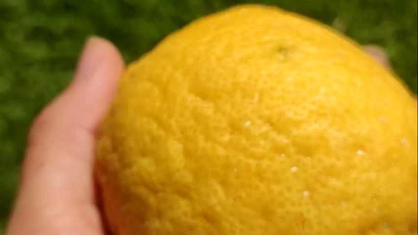 Lemon 