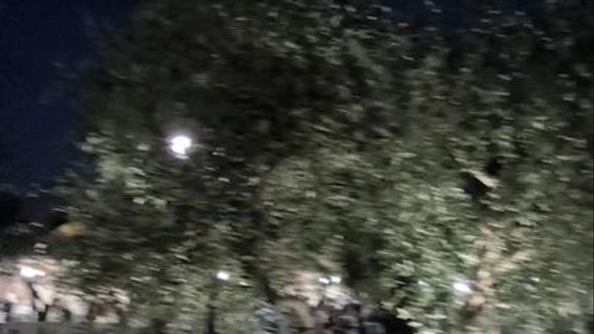 Il Parco degli Ulivi