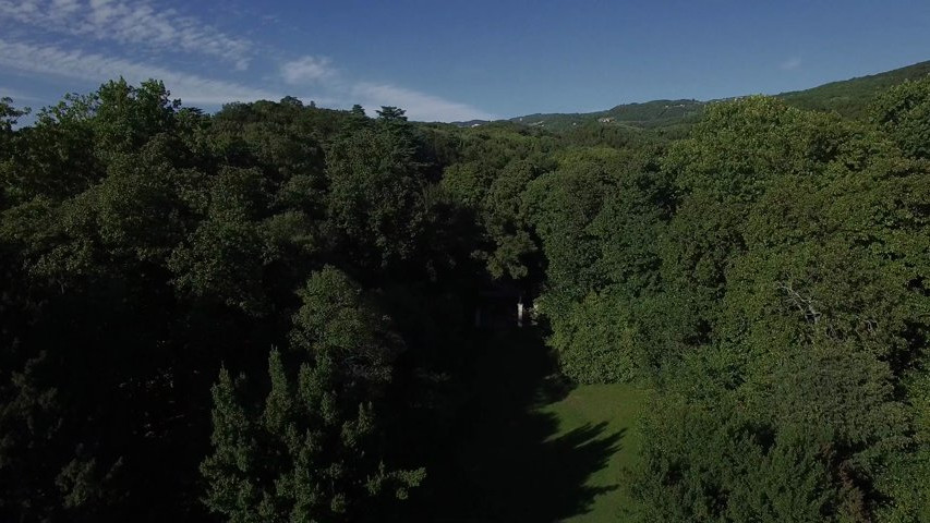 Viale alberato e vigneti della tenuta