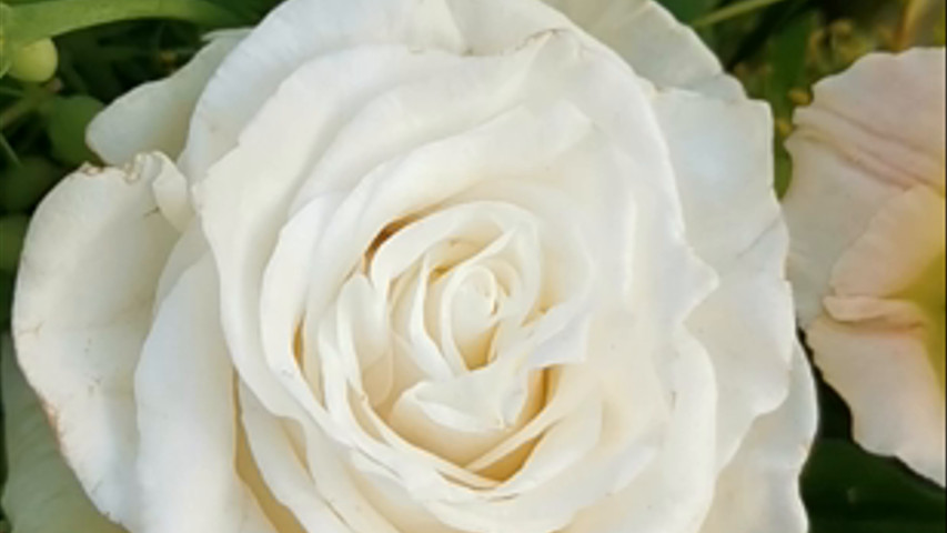 Fioreria Rosa di Roberto Rosa