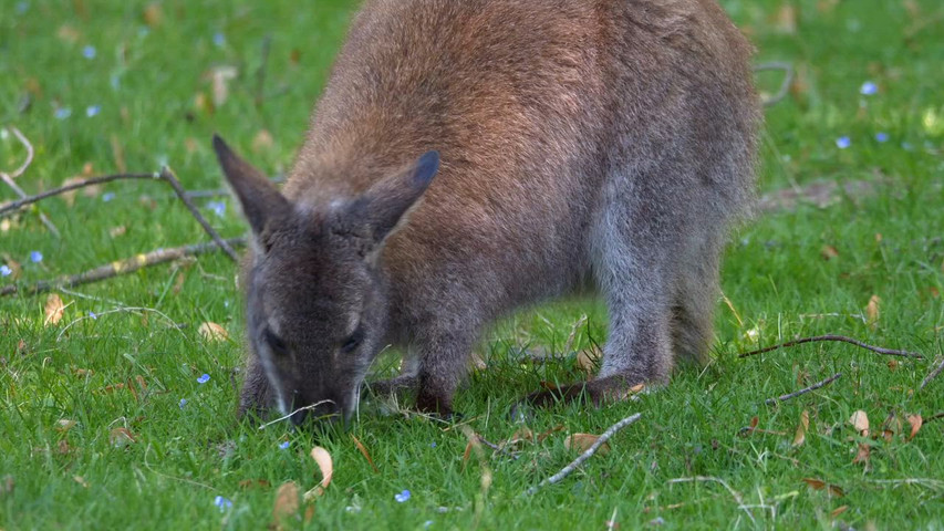 Kangaroo Island