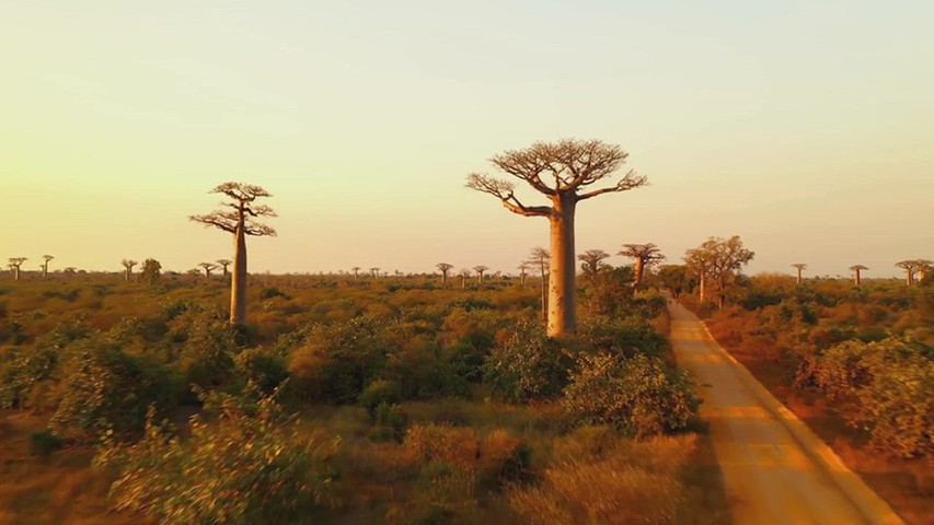 Madagascar 