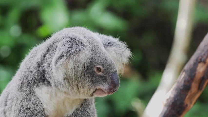 Koala 