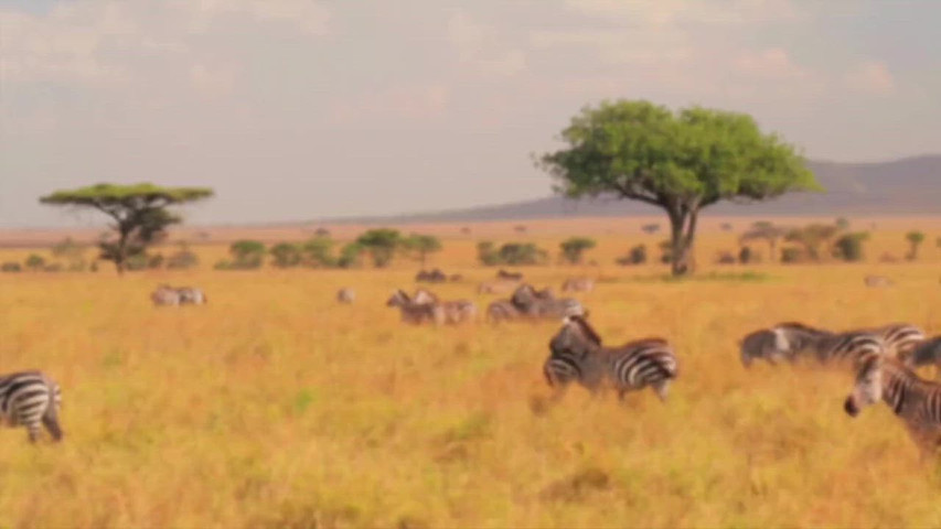 Tanzania 