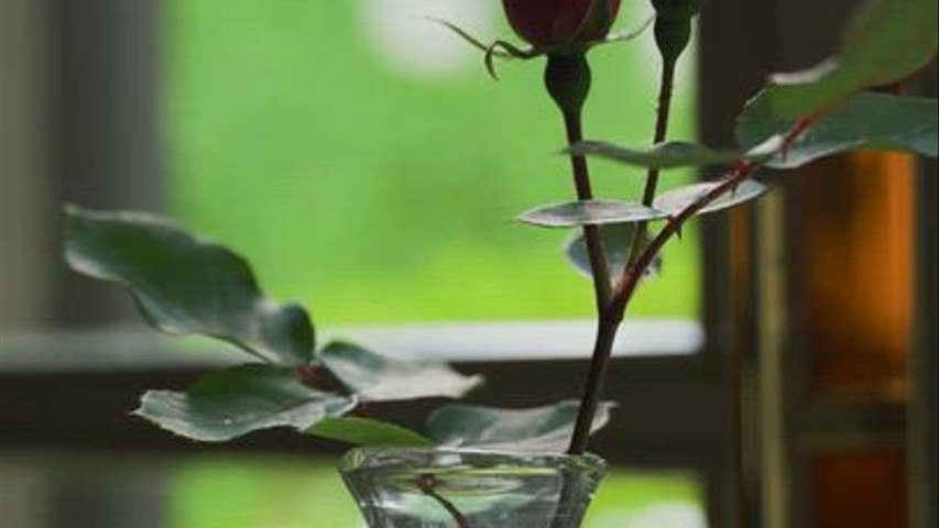 Matrimonio di Primavera