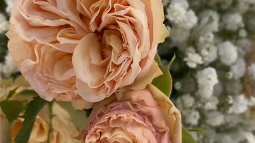 Gypsophila e rose inglesi 
