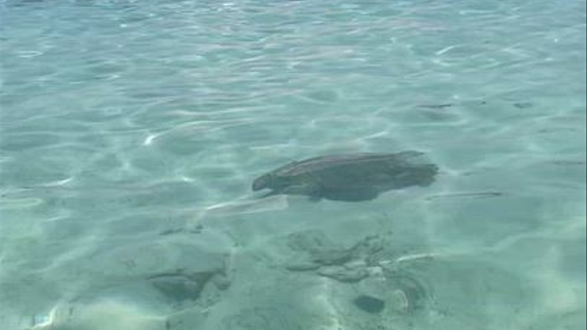 Gili Trawangan 