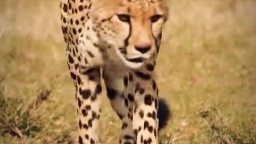 Elena Lioness Consulente di viaggio