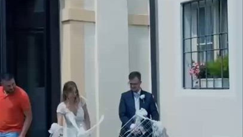 Le colombe Nuziali di Catalin
