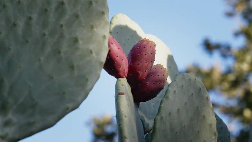 LE TERRAZZE BELVEDERE