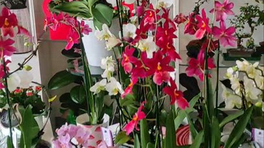 Fiori di Giulia 