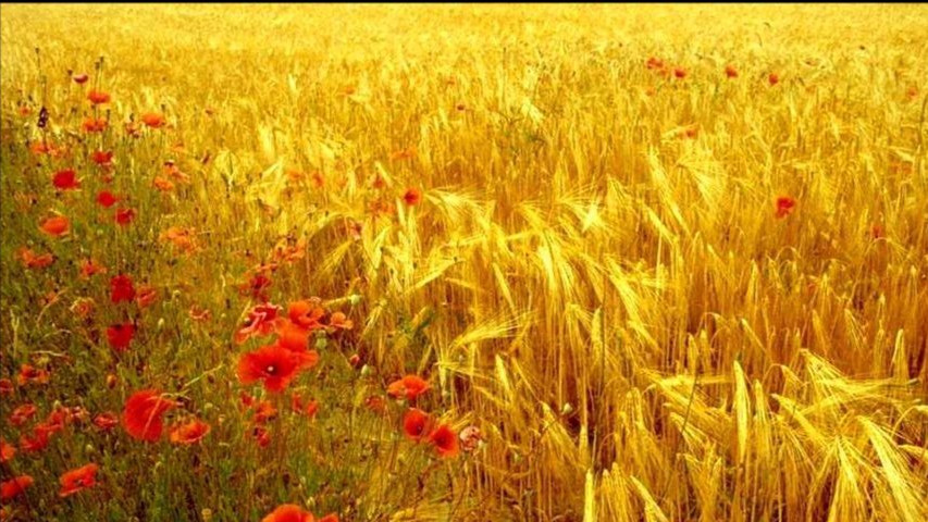 Fields Of Gold - Sting