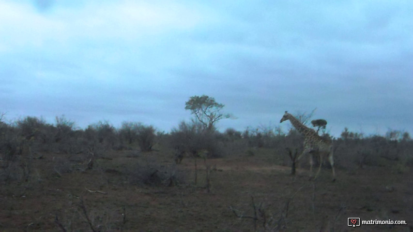 Giraffe in Sudafrica