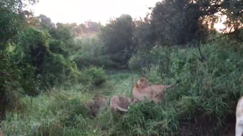 Safari in Sud Africa con cuccioli di leone