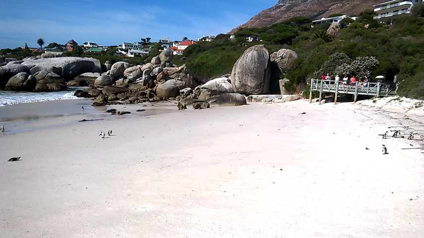 Sudafrica la spiaggia dei pinguini