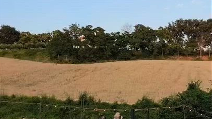 Live azienda agricola Santyle