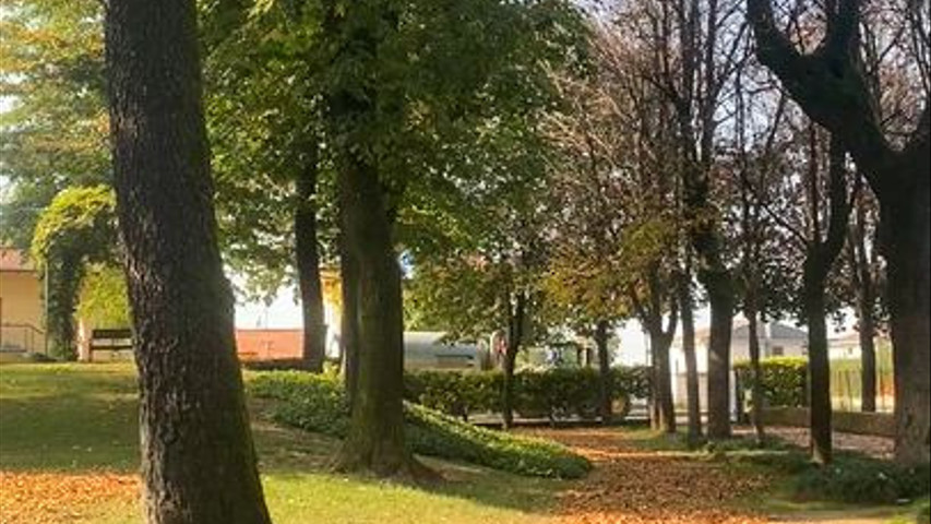 “Foliage”