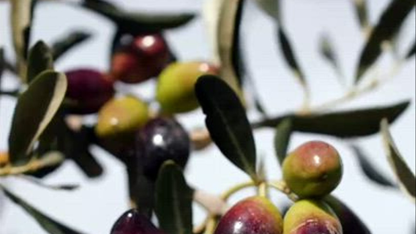 IL NOSTRO OLIO 100% PUGLIESE