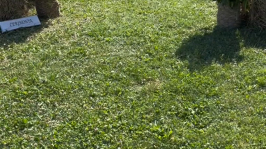 Immagina sposarsi qui: 