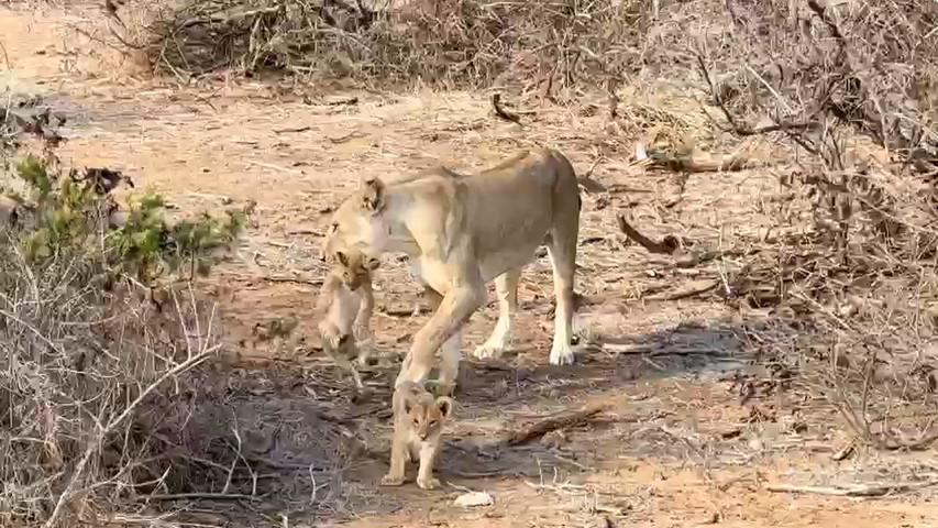 Tanzania - Piccoli leoni crescono 