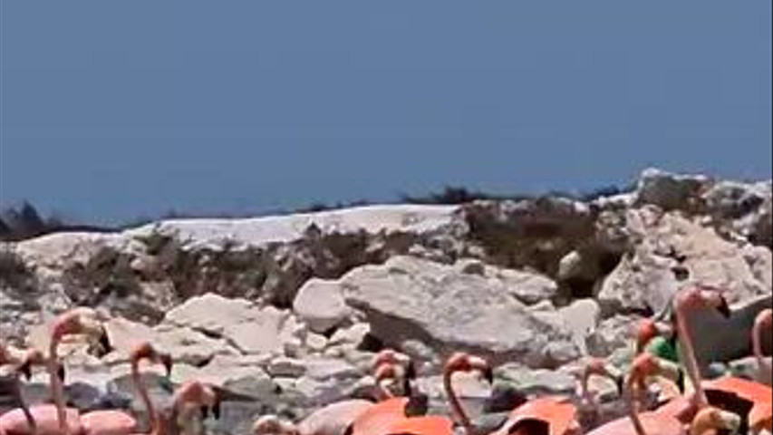 Messico - Pellicani in Volo