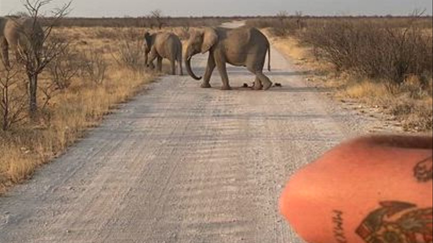 Namibia - Etosha National Park