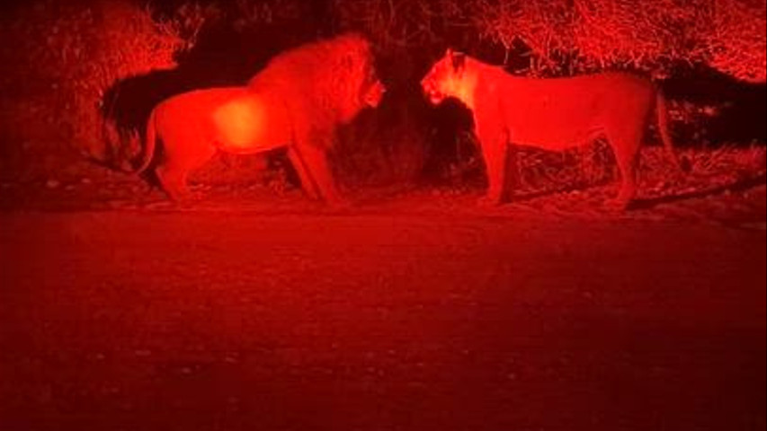 Namibia - Safari notturno