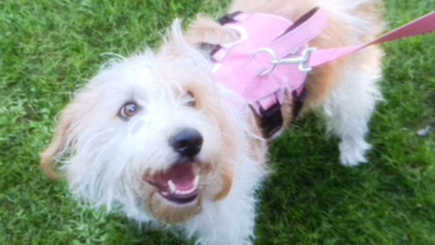 Le Cat e Dog Sitter - Wedding