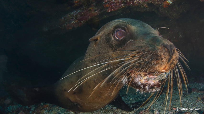 Galapagos 