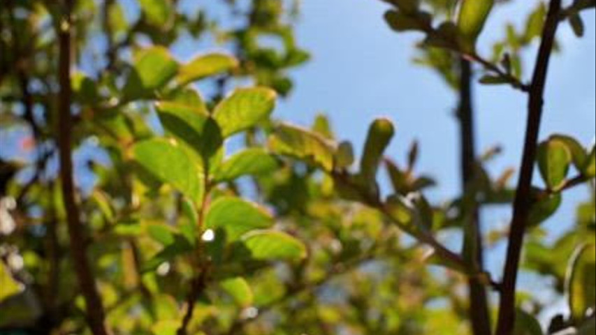 Tenuta Turrita 