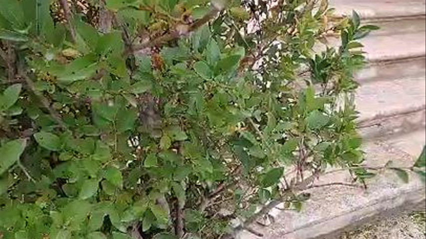 Scalinata in pietra