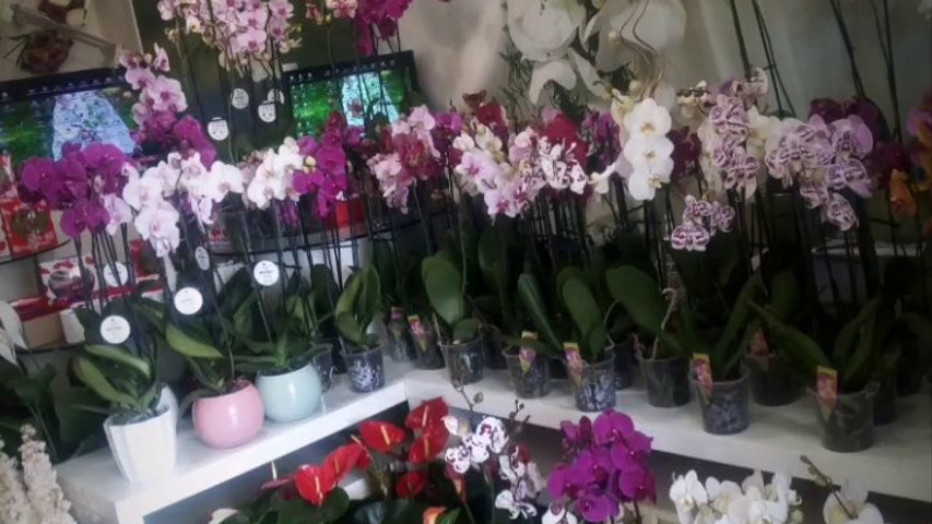 Scalia Fiori